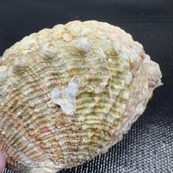 Vintage Abalone Shell Trinket Dish Mother Of Pearl Iridescent Finish Dish Bowl - Picture 10 of 16